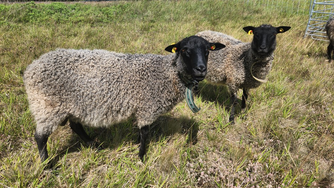 zwei Gotlandschafe schauen in die Kamera